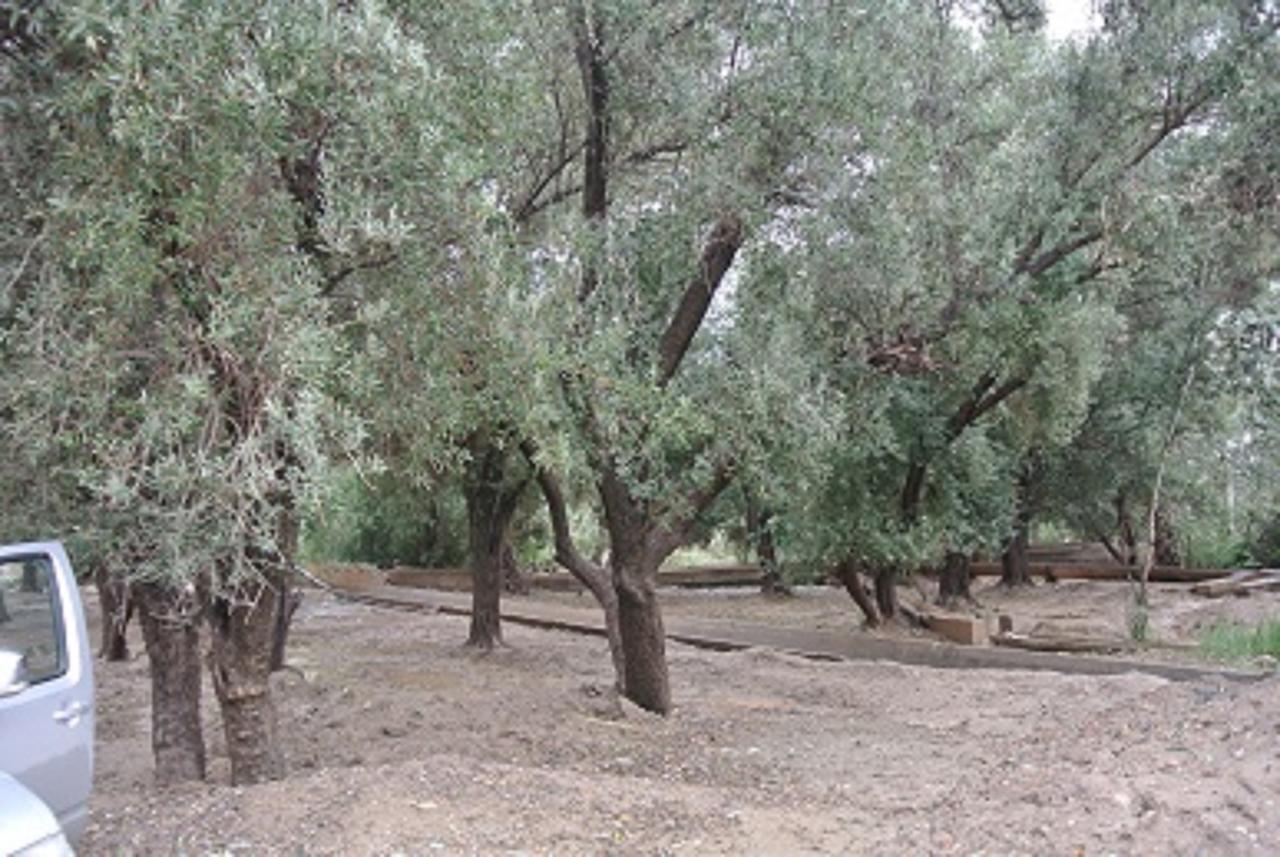 טרודאנט Riad Anma מראה חיצוני תמונה